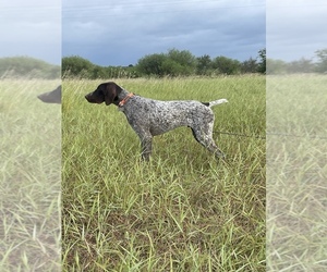 German Shorthaired Pointer Puppy for sale in SHAVANO PARK, TX, USA