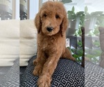 Small Photo #7 Goldendoodle-Poodle (Standard) Mix Puppy For Sale in RICHMOND, IL, USA