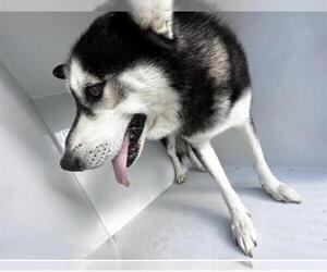 Siberian Husky Dogs for adoption in Houston, TX, USA
