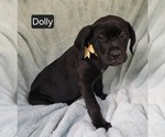 Small #1 Cane Corso