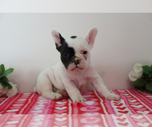 French Bulldog Puppy for sale in SHILOH, OH, USA
