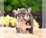 Puppy Princess Le AKC French Bulldog