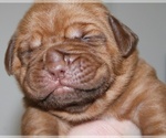Small #1 Dogue de Bordeaux