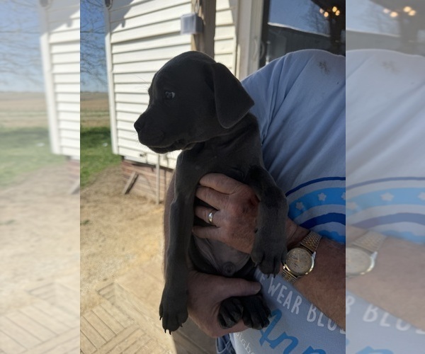 Medium Photo #2 Cane Corso Puppy For Sale in STUART, IA, USA