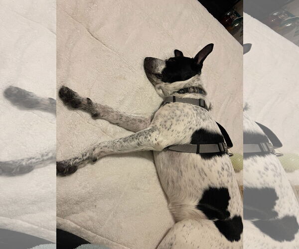 Medium Photo #9 Borador Puppy For Sale in Princeton, MN, USA