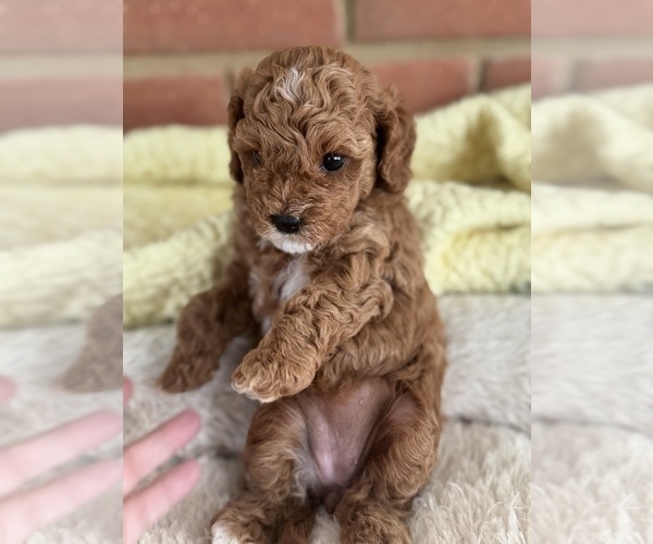 Medium Photo #45 Cavapoo-Poodle (Toy) Mix Puppy For Sale in PENSACOLA, FL, USA
