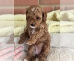 Small Photo #45 Cavapoo-Poodle (Toy) Mix Puppy For Sale in PENSACOLA, FL, USA