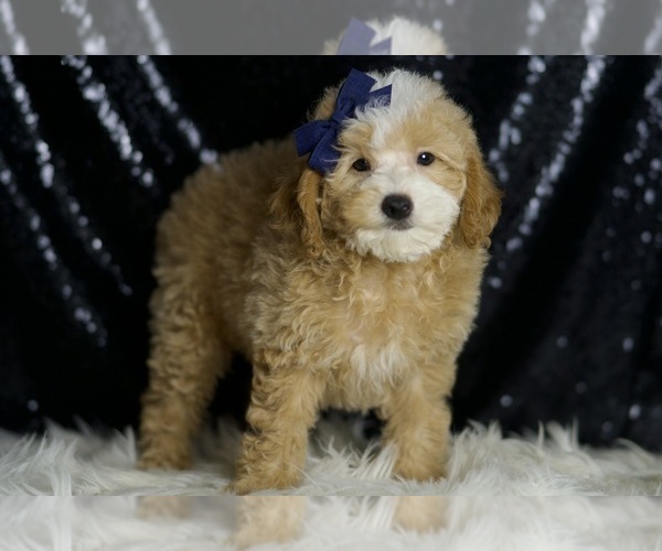 Medium Photo #5 Poodle (Toy) Puppy For Sale in WARSAW, IN, USA