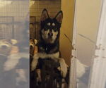 Small #5 Huskies  Mix