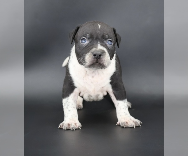 Medium Photo #1 American Bully Puppy For Sale in CHAMPAIGN, IL, USA
