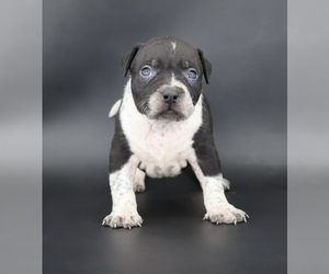 American Bully Puppy for sale in CHAMPAIGN, IL, USA