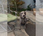 Small #2 American Pit Bull Terrier-Weimaraner Mix