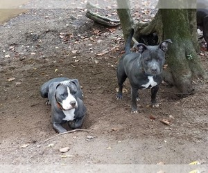 Mother of the American Pit Bull Terrier puppies born on 07/29/2025