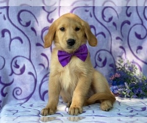 Golden Retriever Puppy for sale in LANCASTER, PA, USA