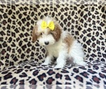 Small #6 Cavapoo