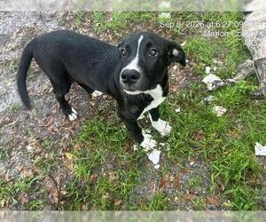 Catahoula Leopard Dog-Unknown Mix Dogs for adoption in Ocala, FL, USA