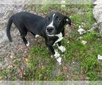 Small Catahoula Leopard Dog Mix