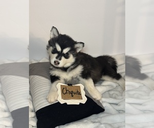 Siberian Husky Puppy for sale in SHELTON, WA, USA