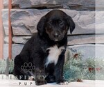 Small #3 Bernedoodle (Miniature)-Labrador Retriever Mix