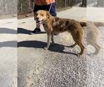 Small Photo #2 Mutt Puppy For Sale in Frenchburg, KY, USA