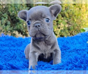 French Bulldog Puppy for sale in BOSTON, MA, USA