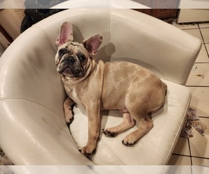 French Bulldog Puppy for sale in HOWELL, NJ, USA