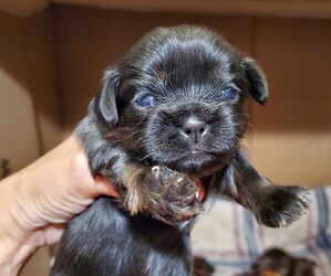 Shih Tzu Puppy for sale in LORIS, SC, USA