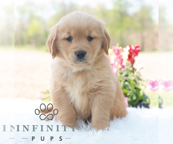 Medium Photo #4 Golden Retriever Puppy For Sale in NEWPORT, PA, USA