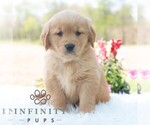 Small #3 Golden Retriever