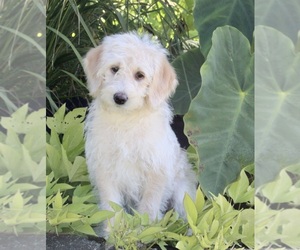 Labradoodle Puppy for sale in FREDERICKSBURG, OH, USA