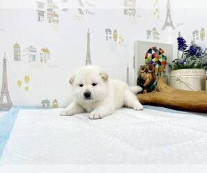 Shiba Inu Puppy for sale in SAN DIEGO, CA, USA