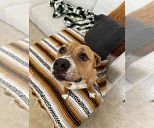 American Pit Bull Terrier-Unknown Mix Dogs for adoption in Chandler, AZ, USA