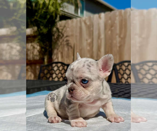 Medium Photo #2 French Bulldog Puppy For Sale in SACRAMENTO, CA, USA
