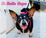 Small #34 Dachshund Mix