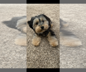 Shih-Poo-Yorkshire Terrier Mix Puppy for sale in FENTON, MI, USA