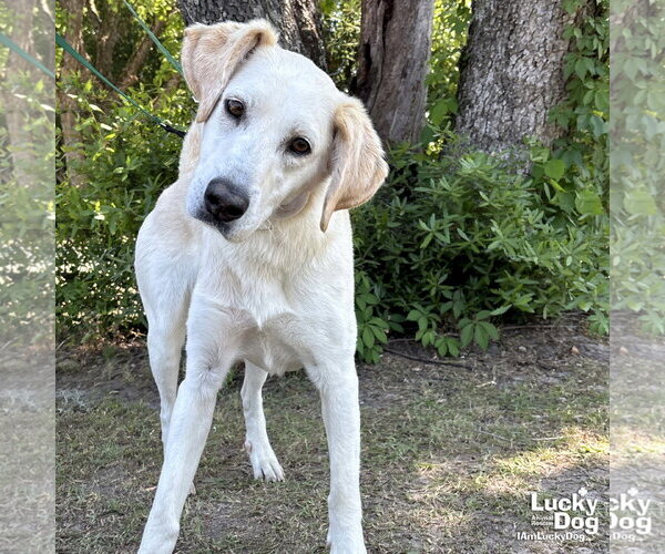 Medium Photo #1 Labrador Retriever-Unknown Mix Puppy For Sale in Washington, DC, USA