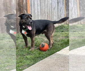 Bulldog-German Shepherd Dog Mix Dogs for adoption in Bellingham, WA, USA