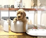 Small Photo #3 Goldendoodle Puppy For Sale in BURLINGTON, NC, USA