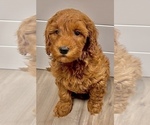 Puppy 5 Goldendoodle (Miniature)