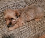 Small Photo #2 Yorkshire Terrier Puppy For Sale in JOHNSON CITY, TN, USA