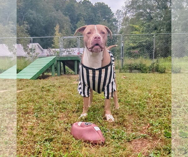 Medium Photo #14 American Pit Bull Terrier-American Staffordshire Terrier Mix Puppy For Sale in Calhoun, GA, USA