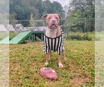Small #13 American Pit Bull Terrier-American Staffordshire Terrier Mix