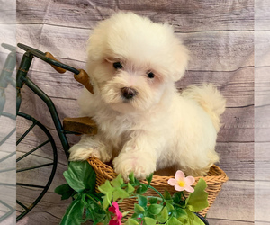 Maltese Puppy for sale in WINSLOW, AR, USA