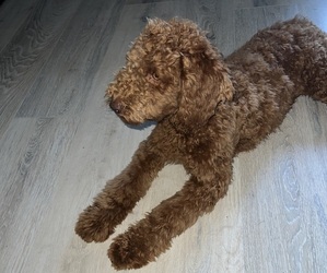 Mother of the Goldendoodle (Miniature) puppies born on 04/26/2025