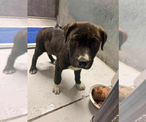 Medium Photo #1 Labrador Retriever-Unknown Mix Puppy For Sale in Conroe, TX, USA