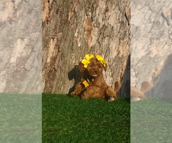 Medium Photo #4 Goldendoodle (Miniature) Puppy For Sale in INDIANAPOLIS, IN, USA