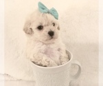 Small Photo #6 Poodle (Toy) Puppy For Sale in SAFFORD, AZ, USA