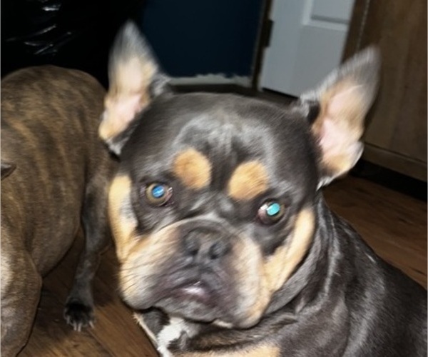 Medium Photo #1 American Bully-French Bulldog Mix Puppy For Sale in WINSTON-SALEM, NC, USA
