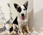 Small #2 Border Collie Mix