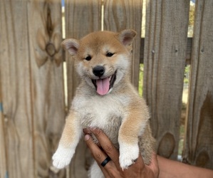 Shiba Inu Puppy for Sale in RIO RANCHO, New Mexico USA